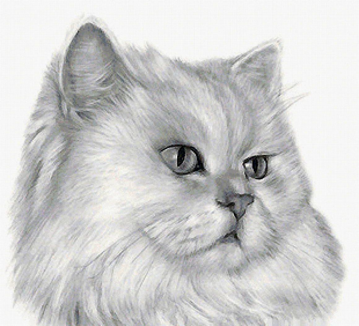 Красивые рисунки персидской кошки