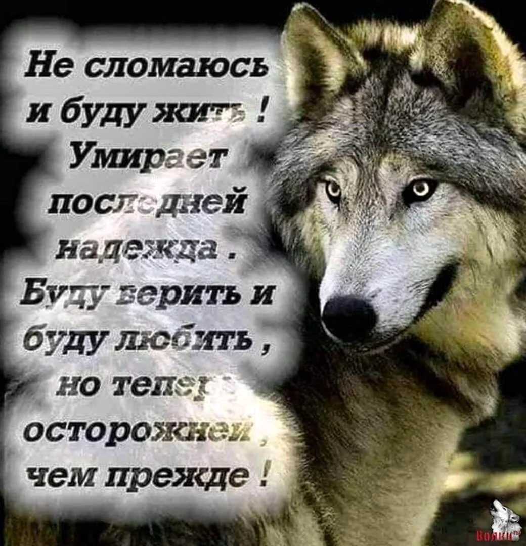 Красивые статусы с волками