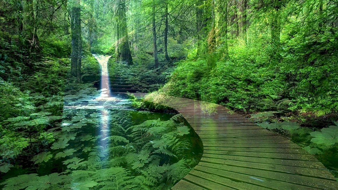 Красивый лес