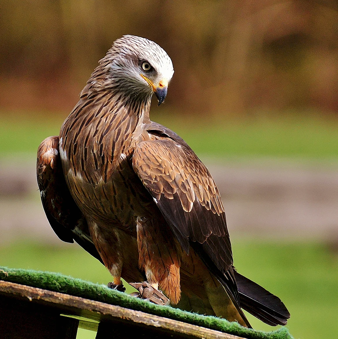 Красный Коршун Milvus Milvus