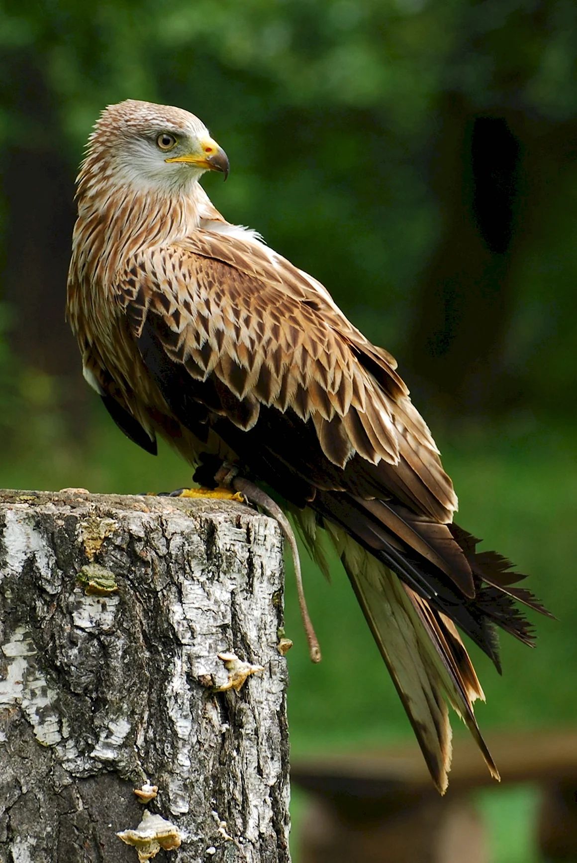 Красный Коршун Milvus Milvus