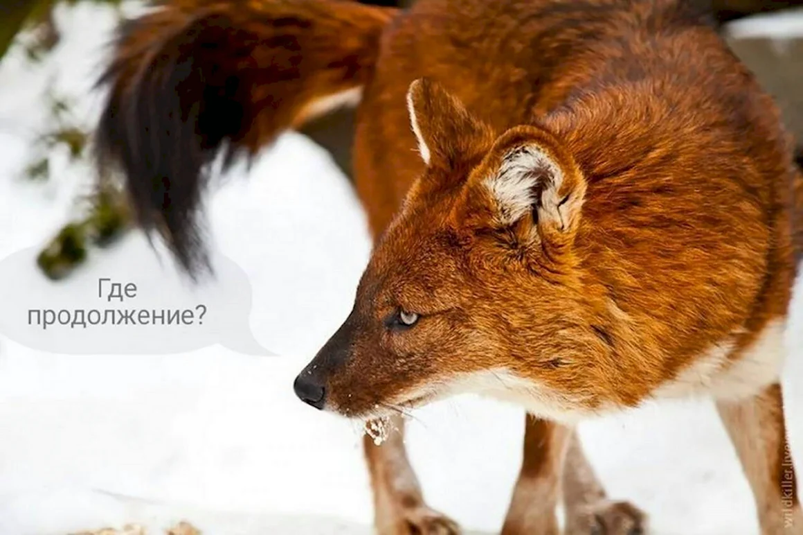 Красный волк