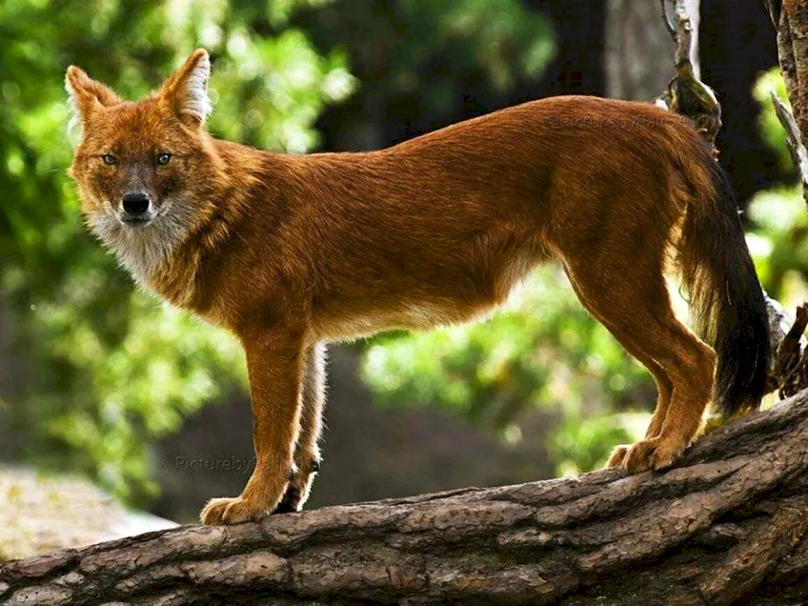 Красный волк cuon Alpinus