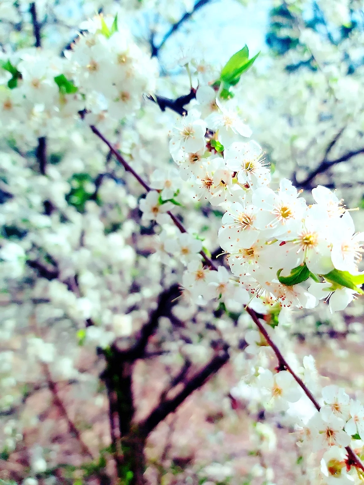 Красота весны