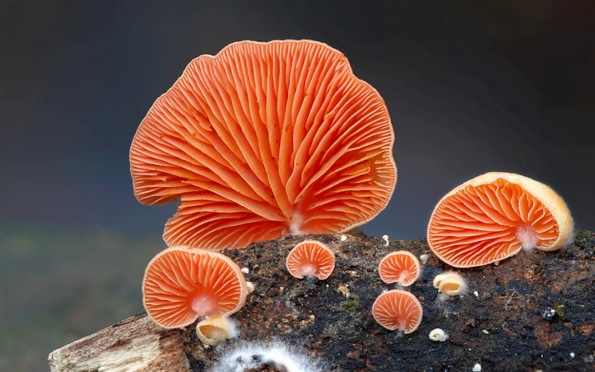 Крепидот киноварно-красный - Crepidotus cinnabarinus