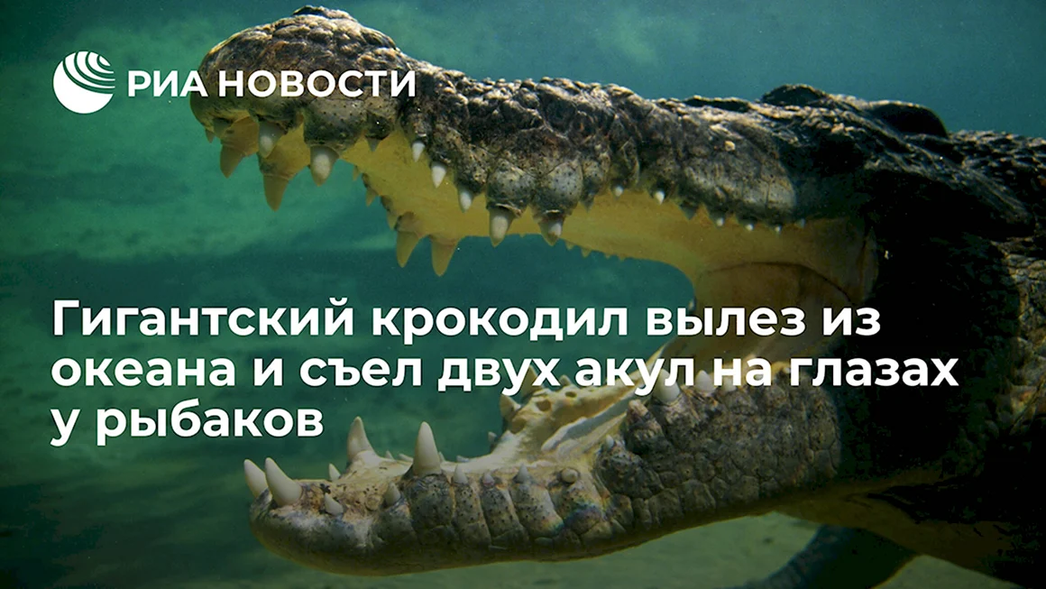 Крокодилы в России