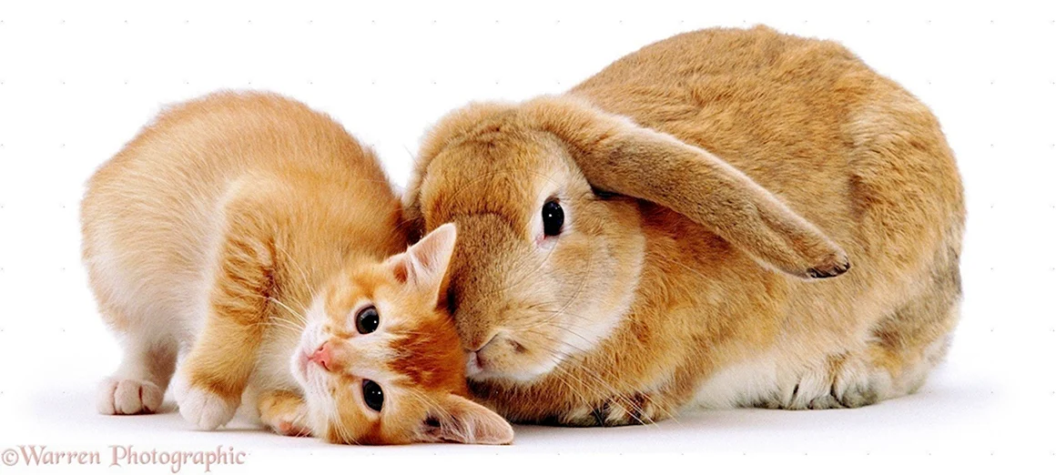 Кролик и кошка