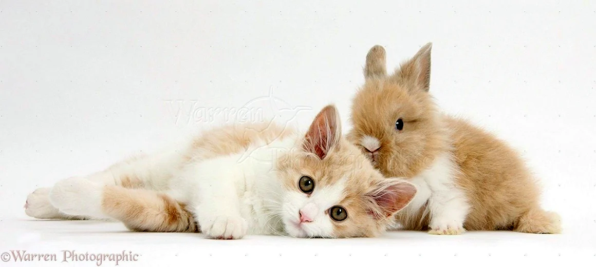 Кролик и котенок