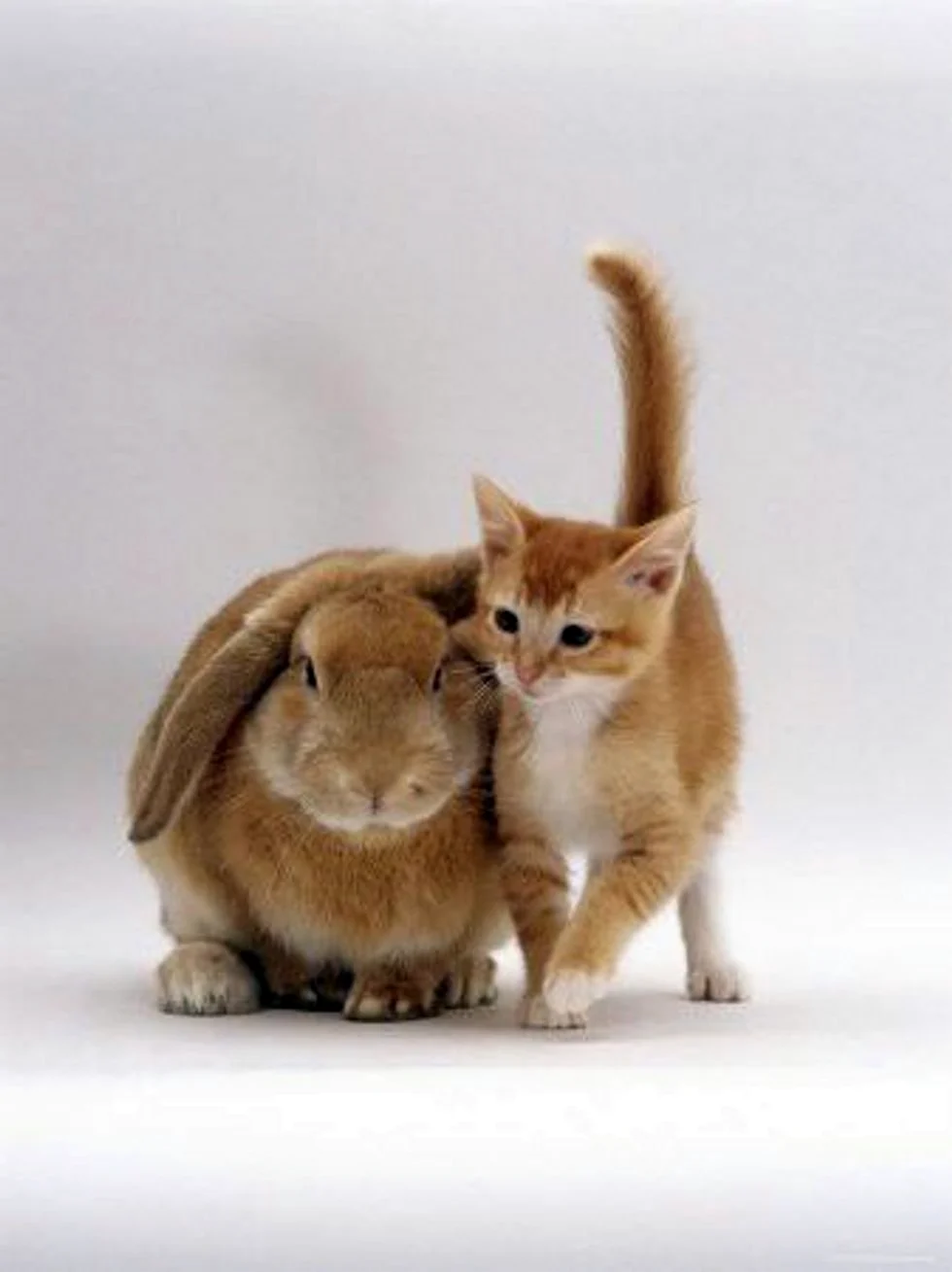 Кролик и котенок