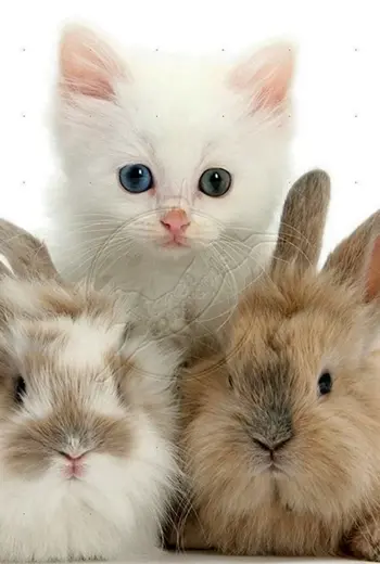 Кролик и котик