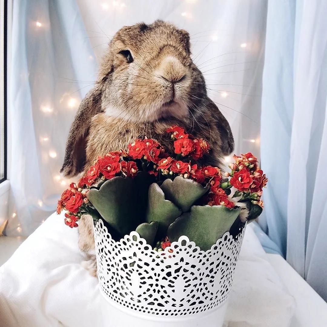 Кролик с цветами