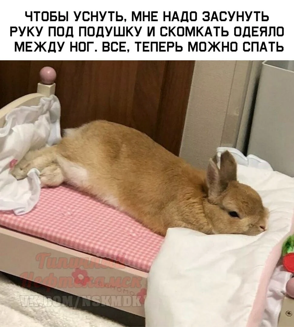Кролик спит