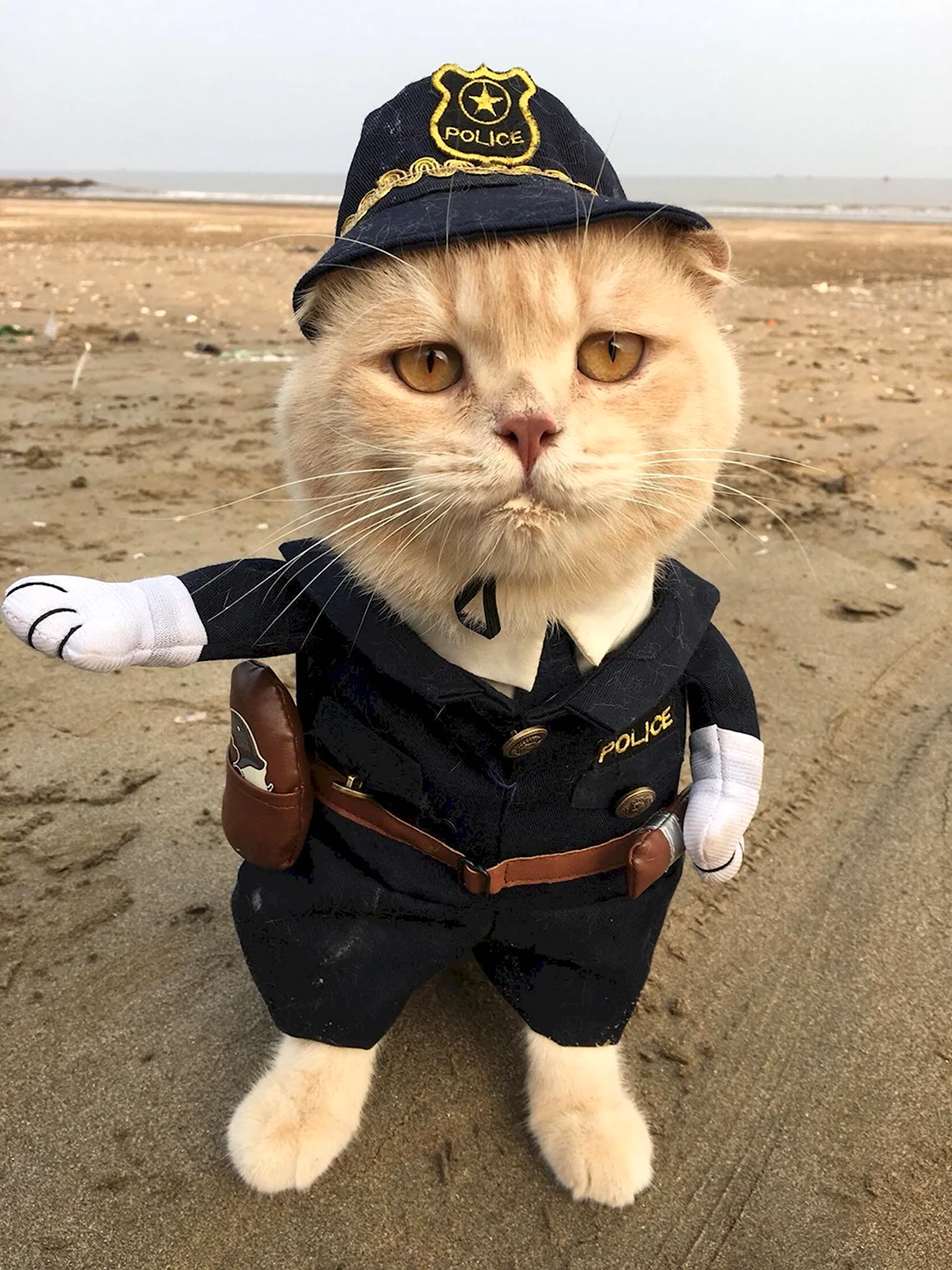 Крутой кот