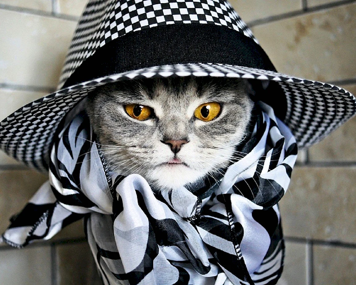 Крутой кот