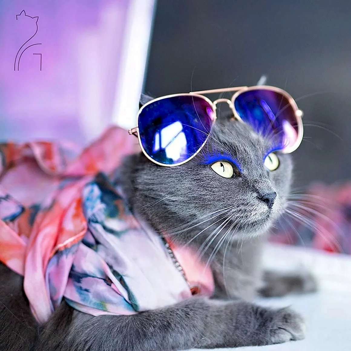 Крутые кошки