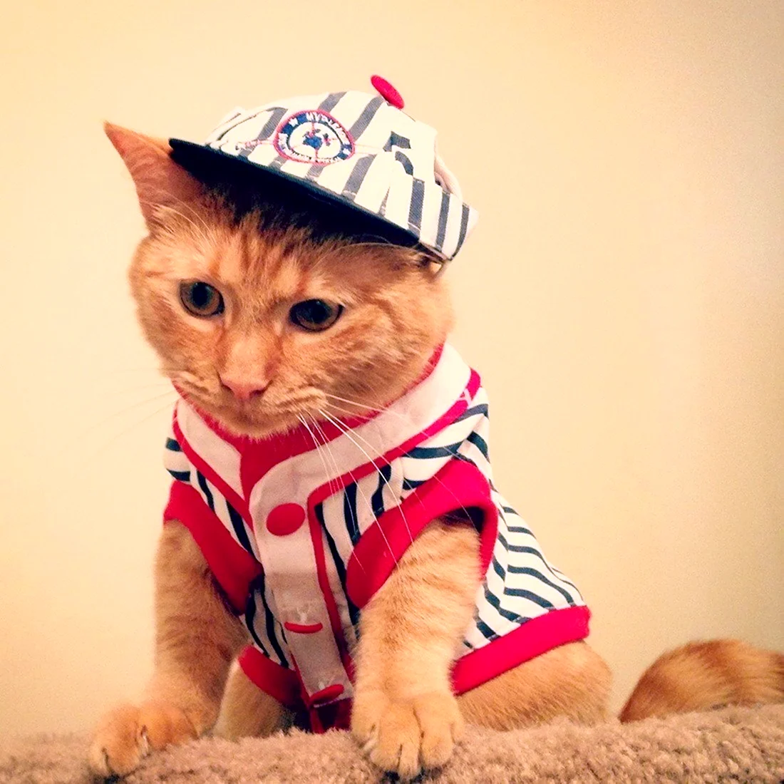 Крутые котики