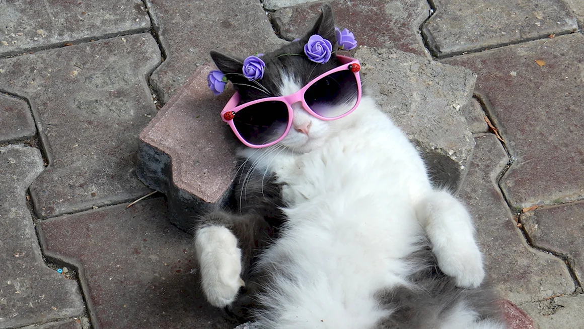 Крутые коты