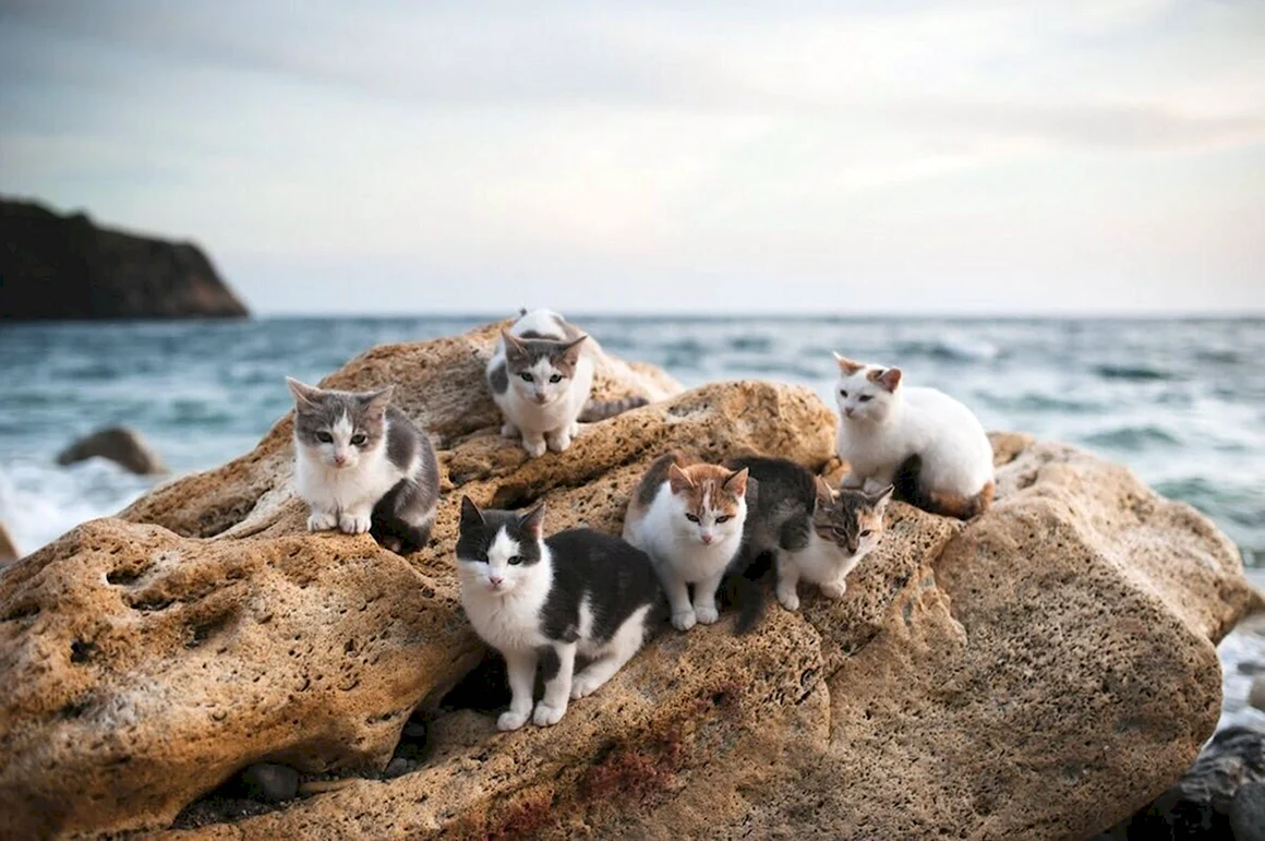 Крымские коты