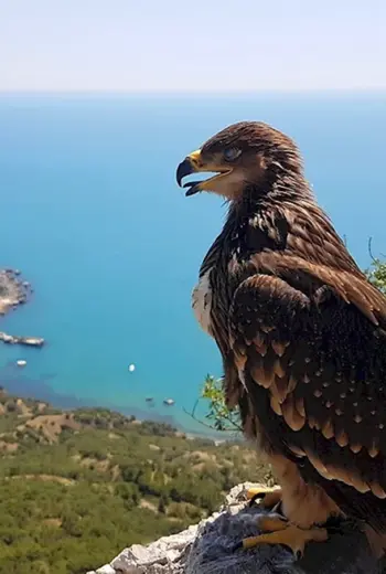 Крымский природный заповедник Алушта