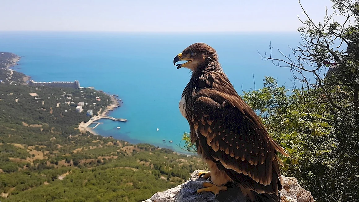 Крымский природный заповедник Алушта