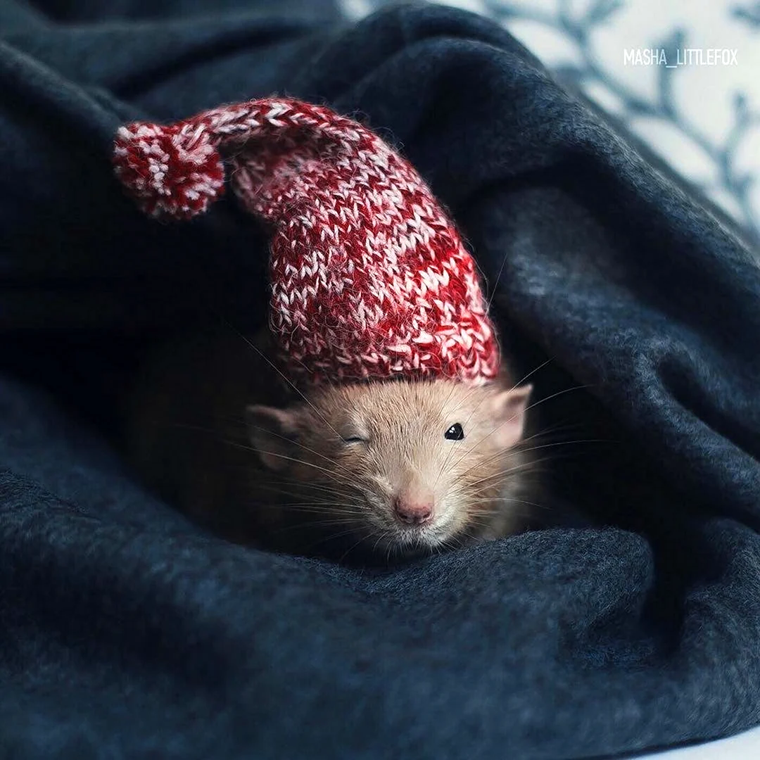 Крыса Masha little Fox