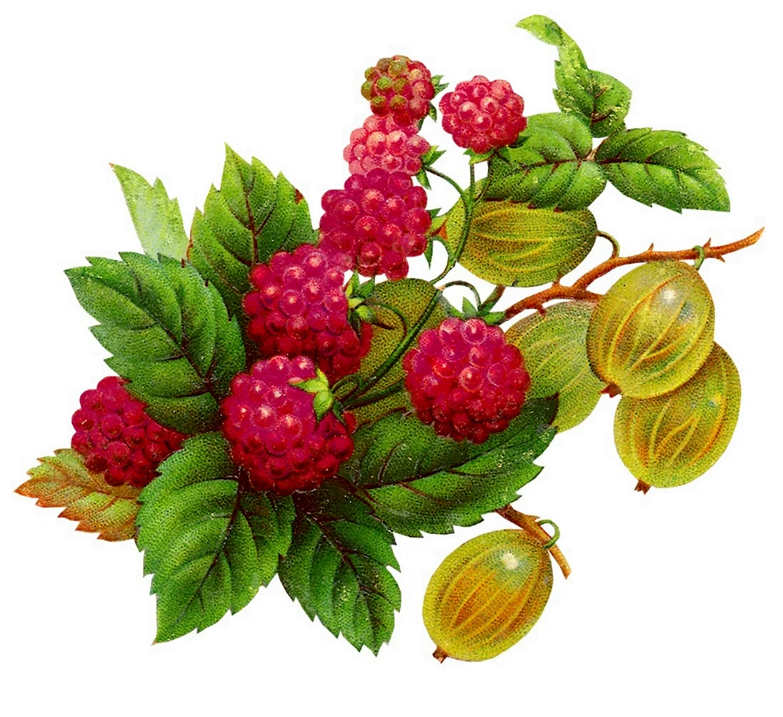 Крыжовник и малина