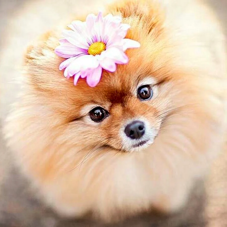 Ксения шпица