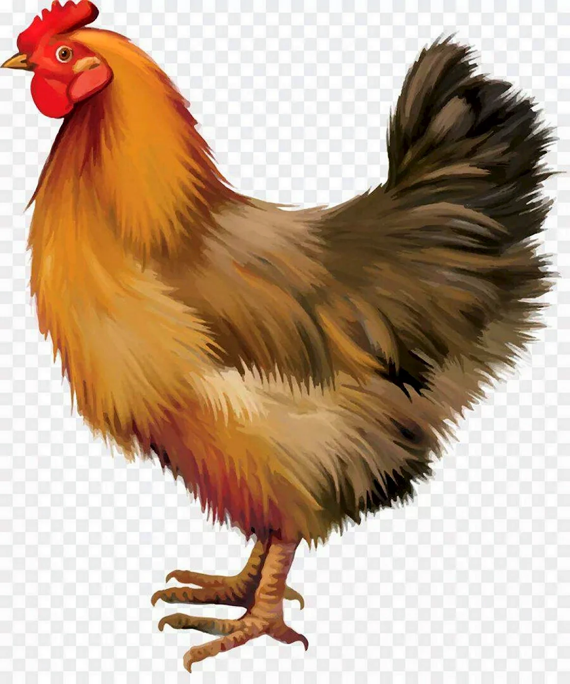 Курица