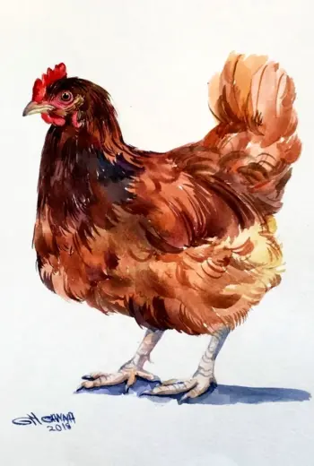 Курица акварелью