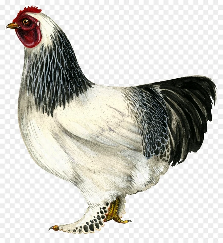 Курица Брама