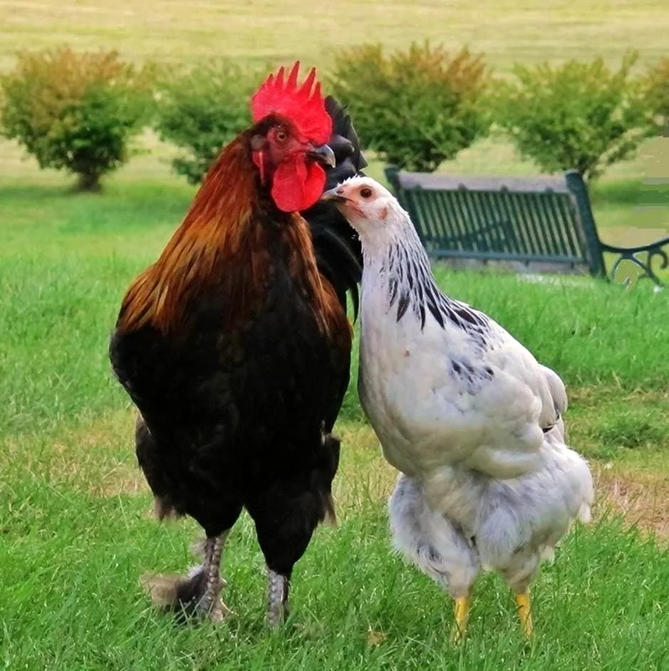 Курица и петух