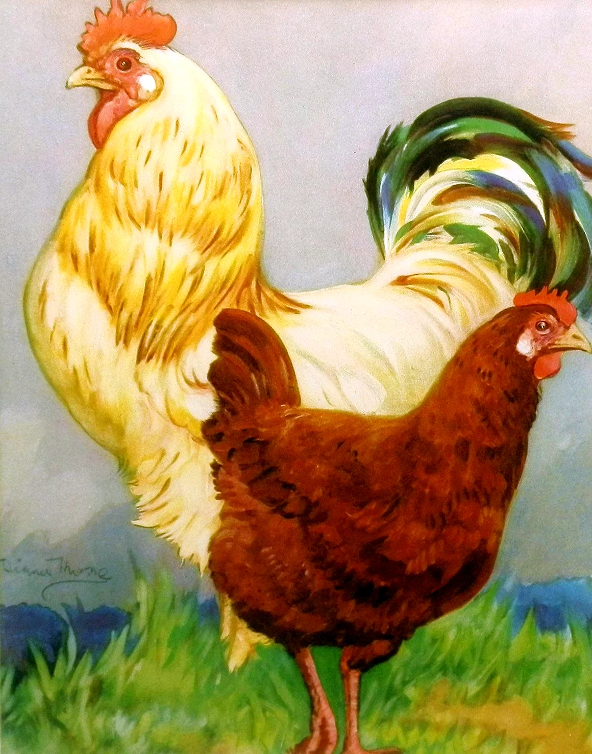 Курица и петух