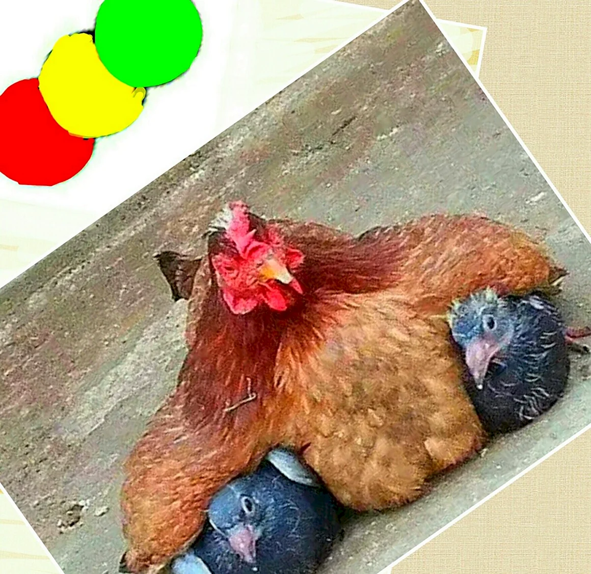 Курица прикол