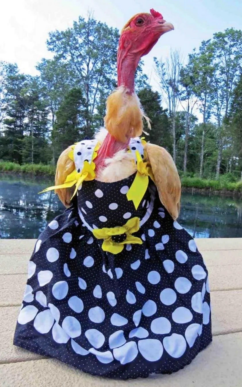 Курица в платье