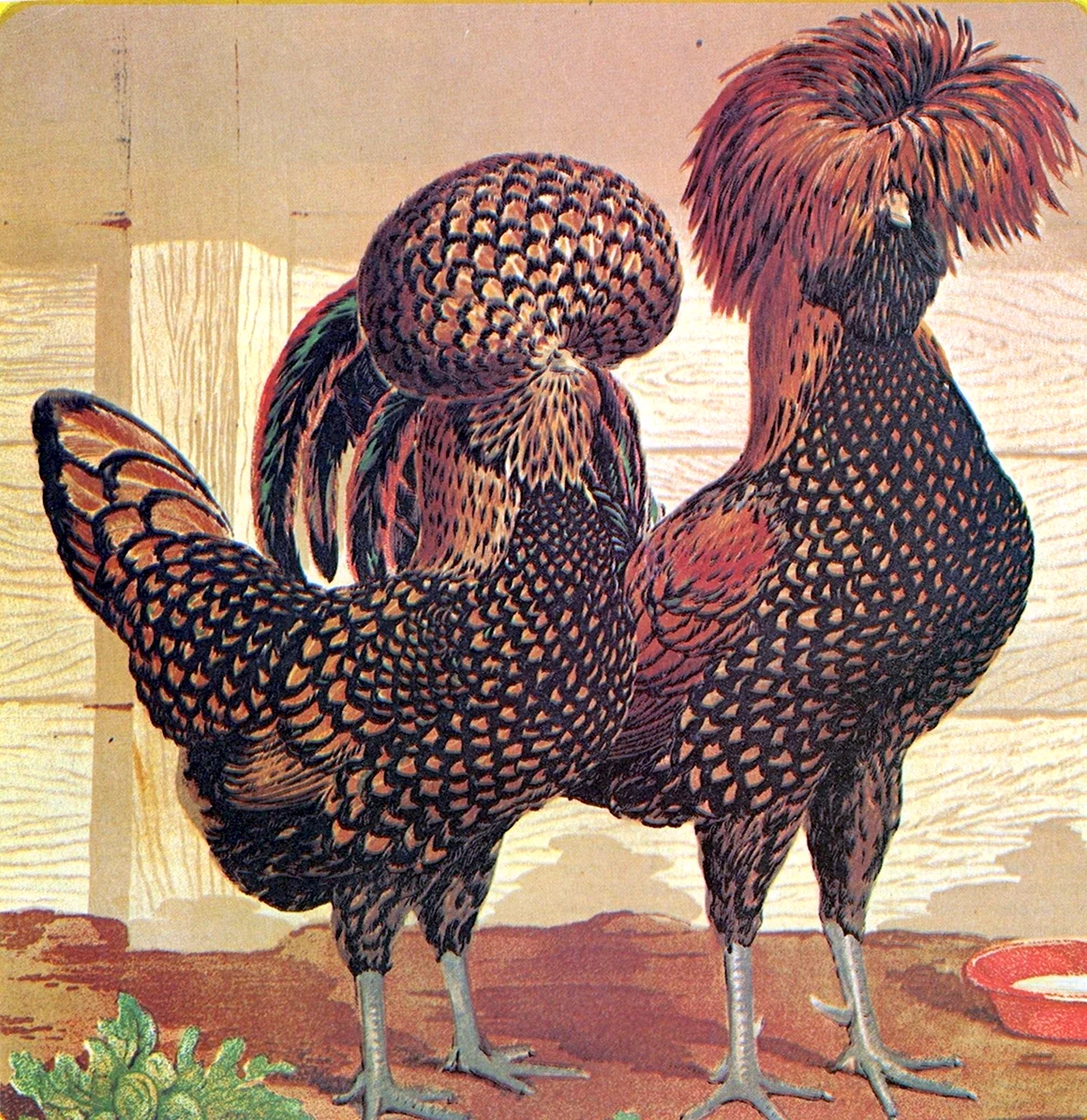 Куры породы падуан
