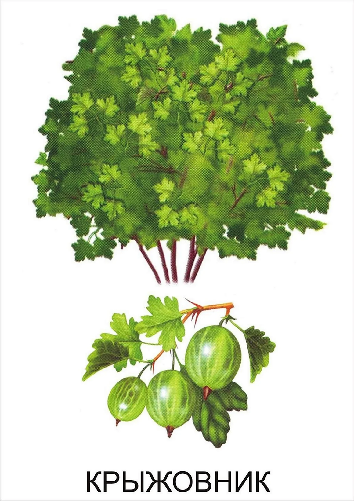 Куст крыжовника вектор
