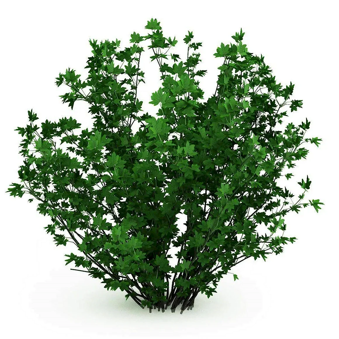 Куст кущ