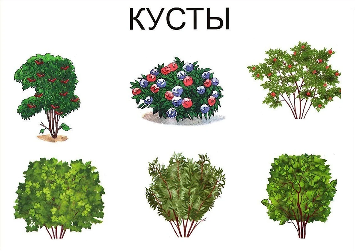 Кустарники дидактический материал для детей
