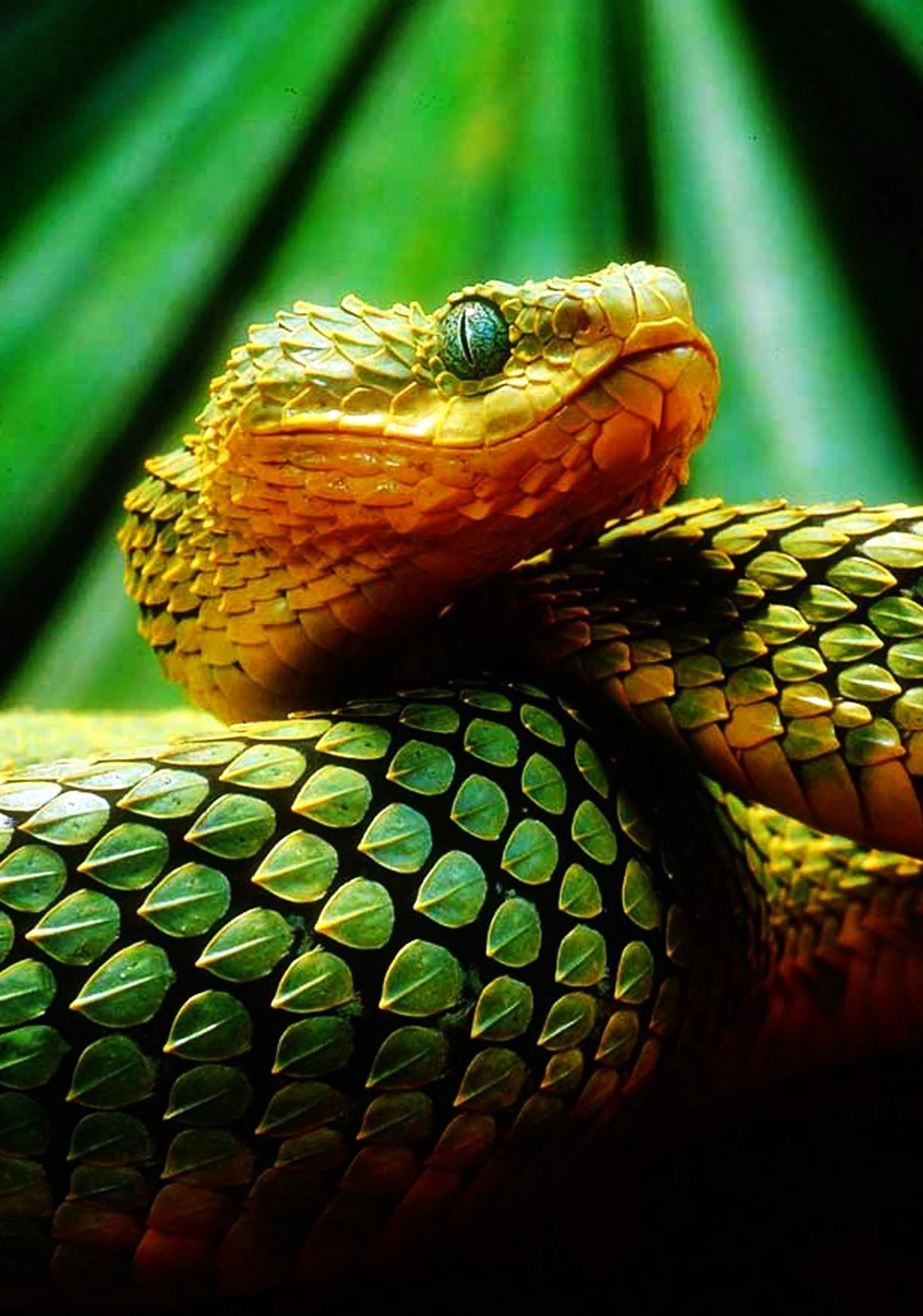 Кустарниковая гадюка Atheris