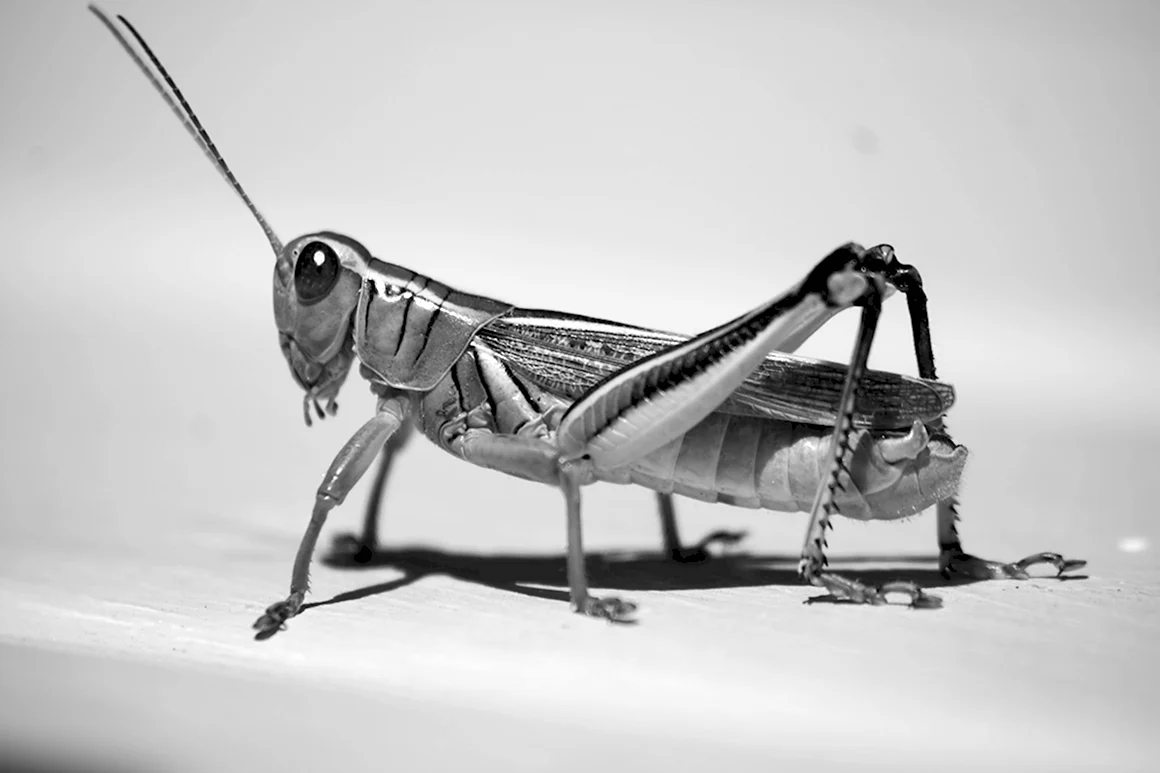 Кузнечик