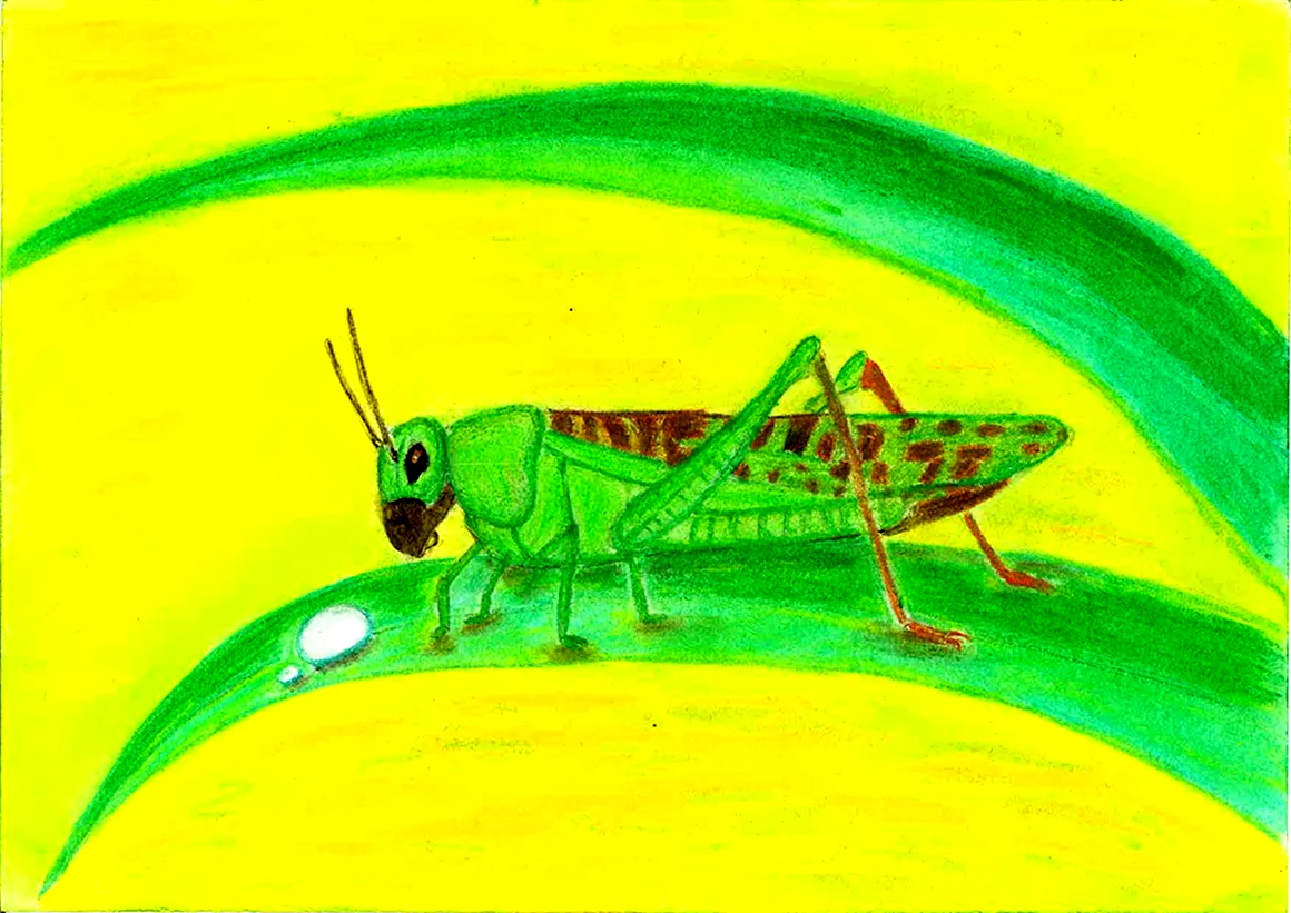 Кузнечик рисунок