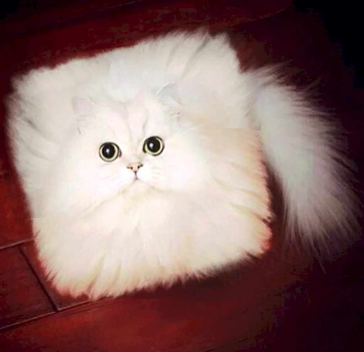 Квадратный кот