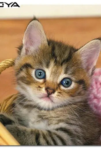 Квадратный котенок