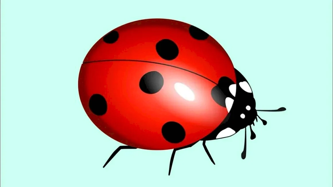 Ladybird Божья коровка