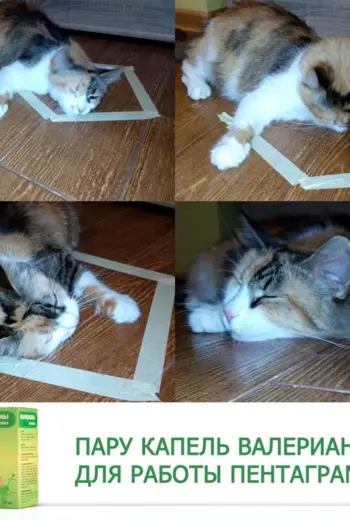 Лайфхаки для котов