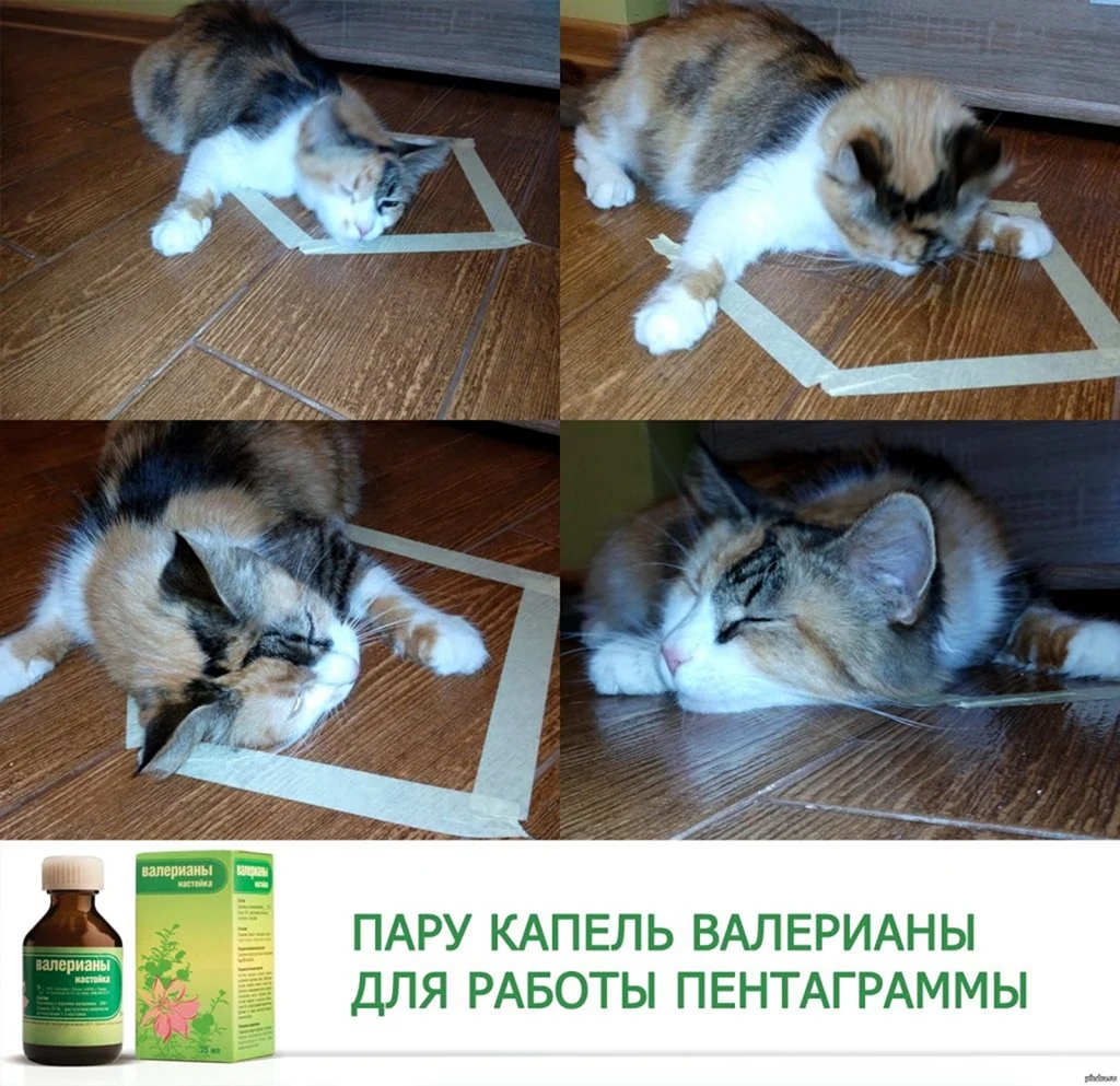 Лайфхаки для котов