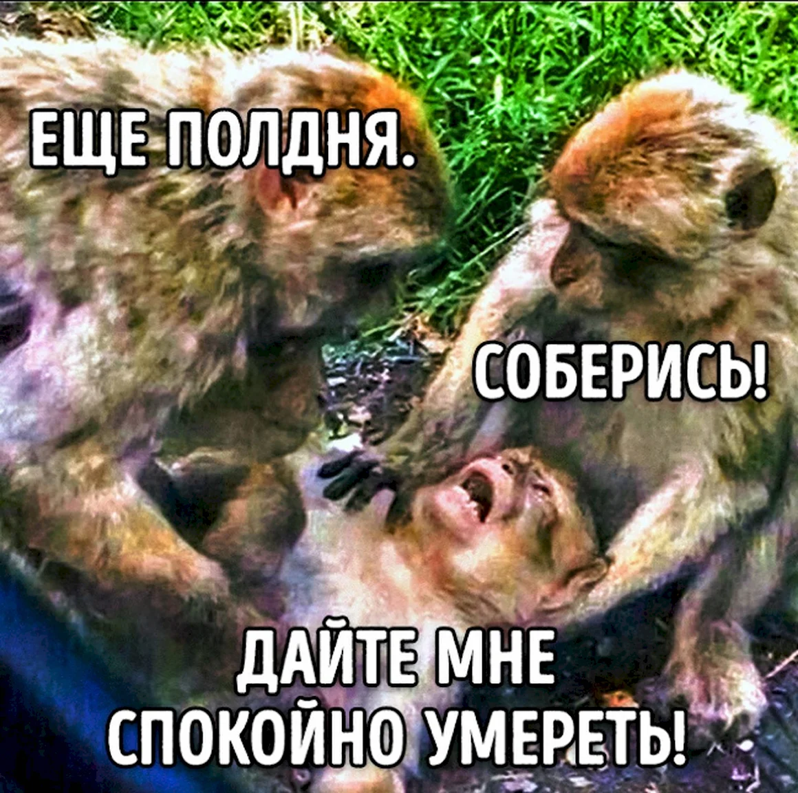 Лайте мне спокойнотумереть