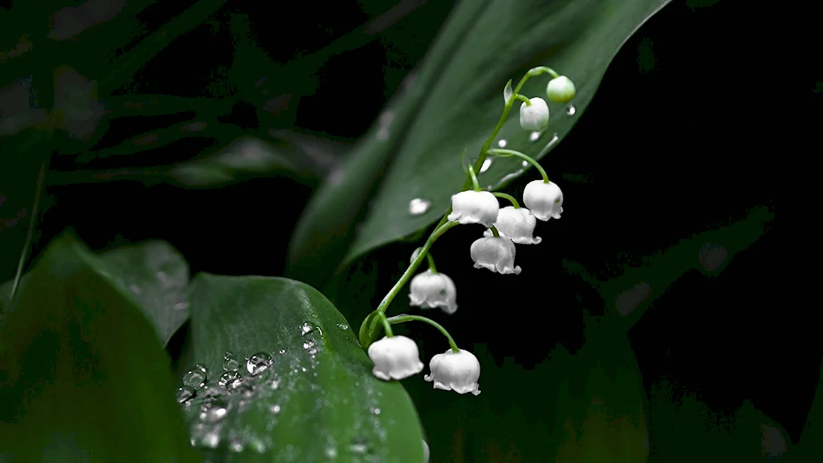 Ландыш горный Convallaria Montana