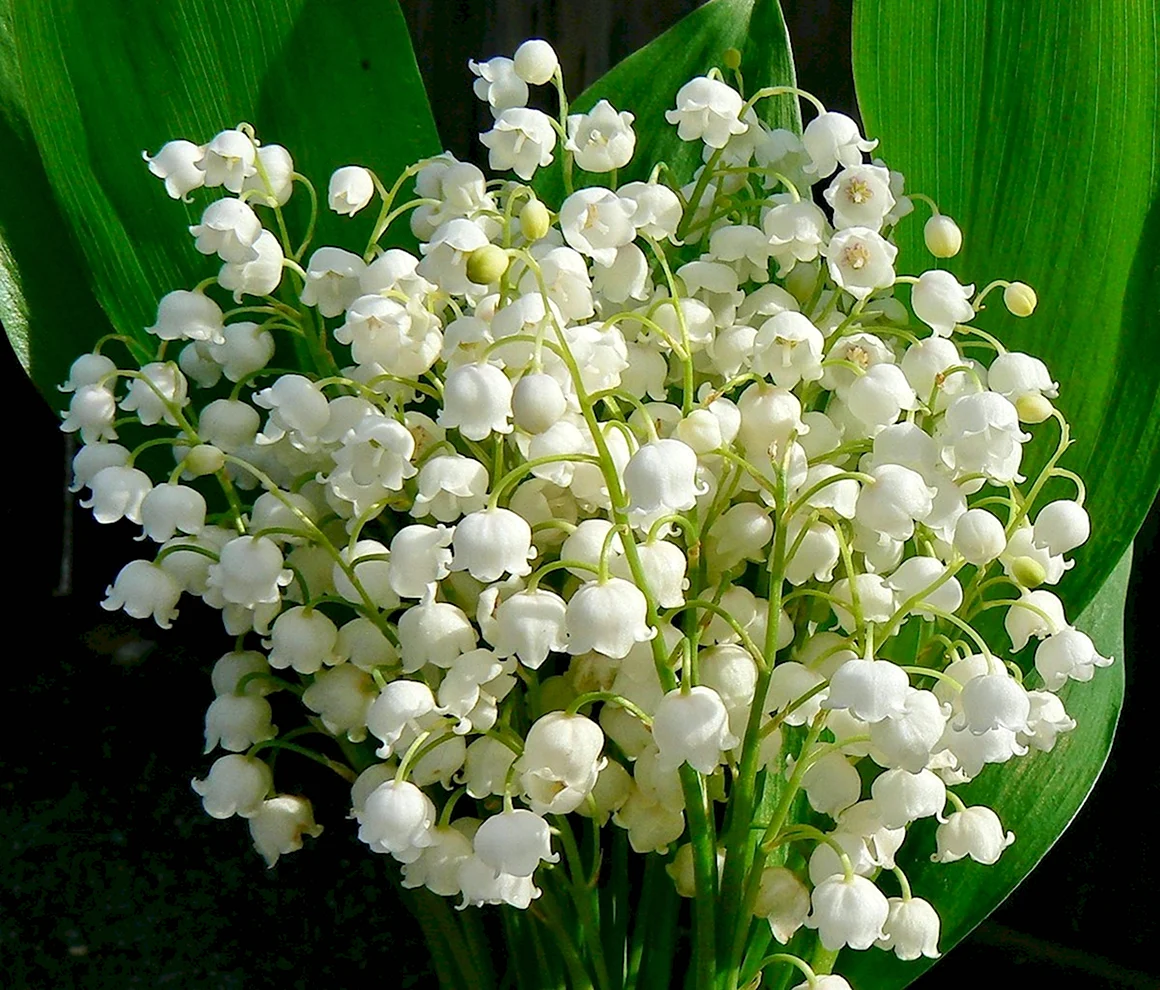 Ландыши Голландия