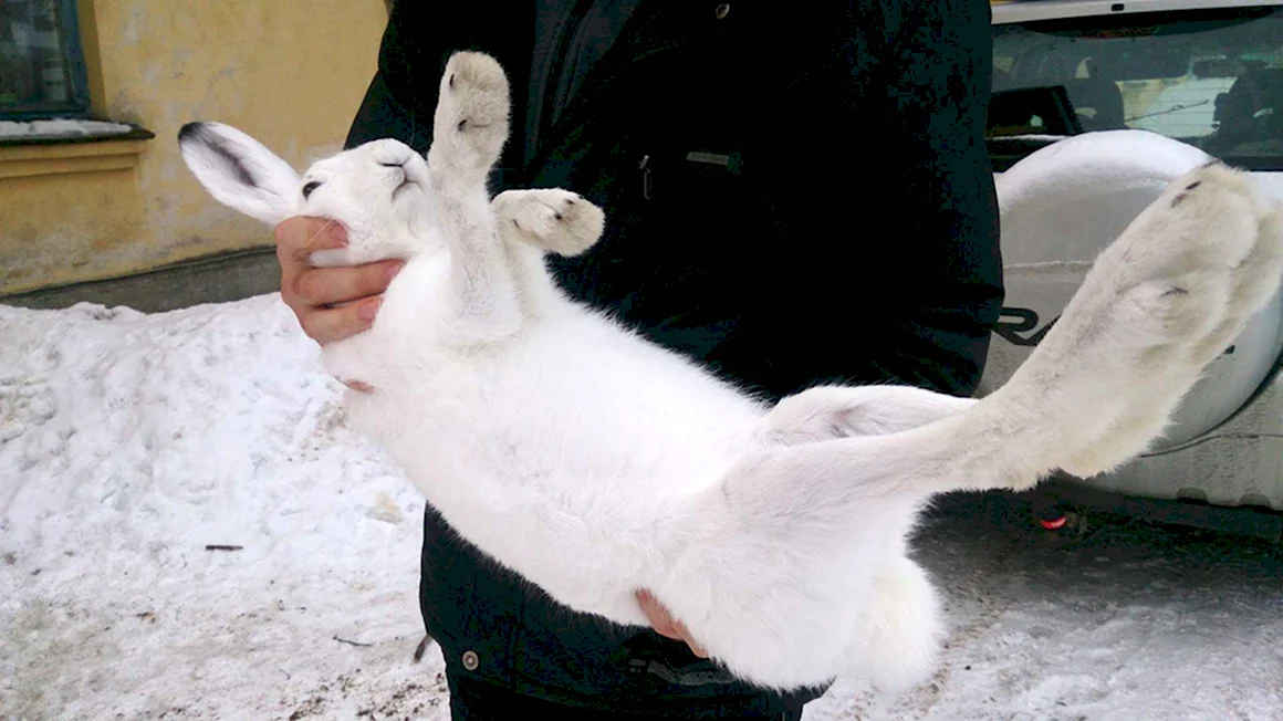 Лапы зайца